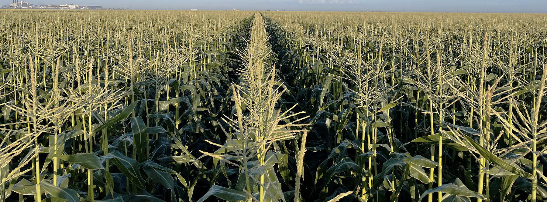 Globetrotter in Florida 2024 Snowy River Seeds
